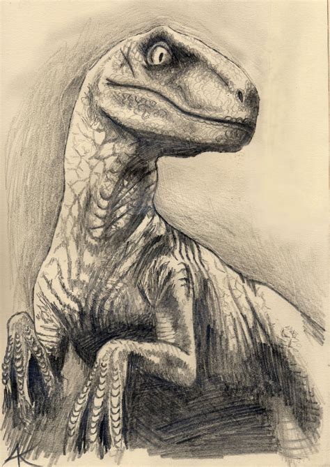 Velociraptor Pencil Sketch By Nookawolf On DeviantArt