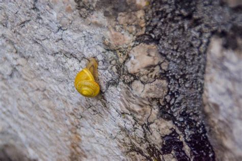 Un Escargot Se D Pla Ant Tr S Lentement Sur Une Paroi Image Stock