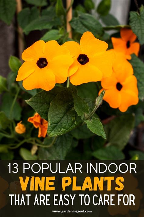 13 Popular Indoor Vine Plants That Are Easy To Care For