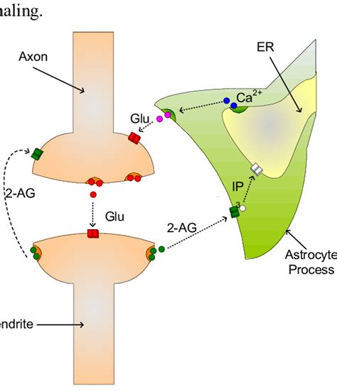 A Tripartite Synapse Axon And Dendrite Are Involved With The Release