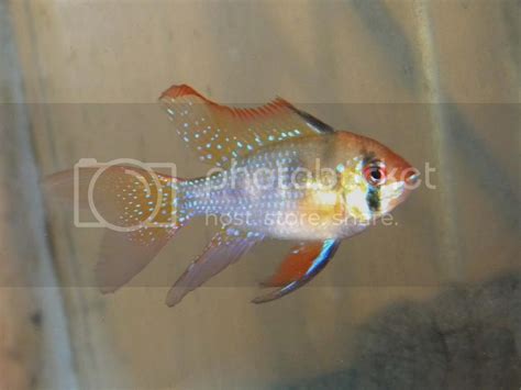 Please Help Sexing Longfin German Blue Rams