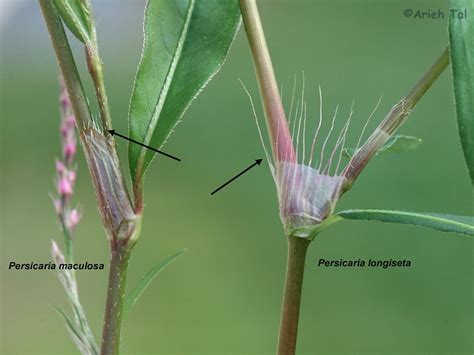 Persicaria Longiseta Oriental Ladys Thumb Smartweed Go Botany