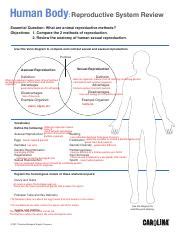 Comparing Sexual and Asexual Reproduction in the Human Body | Course Hero