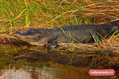 NP Everglades mokřady plné aligátorů vznášedla a nezapomenutelná