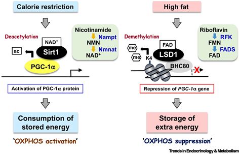 Distinct Roles Of The Nad Sirt And Fad Lsd Pathways In Metabolic