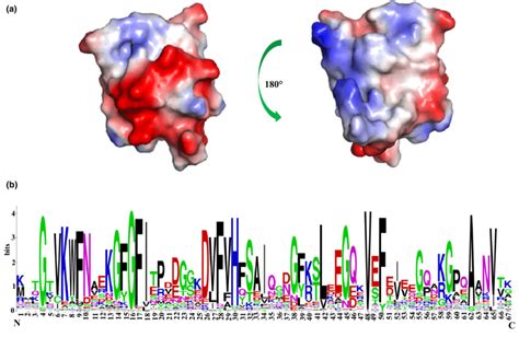 Electrostatic Surface Potential Of Major Cold Shock Protein B Ligand