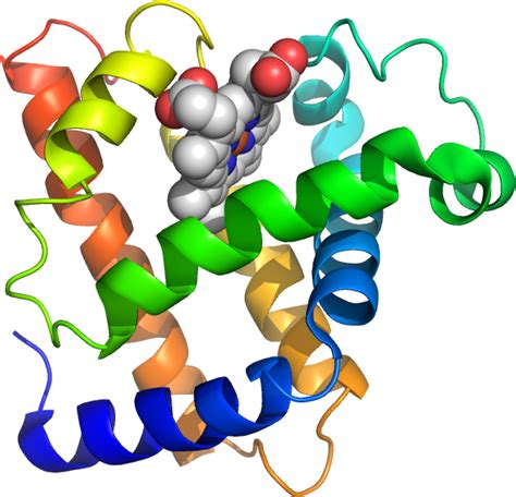 Tertiary Structure & Protein Stability – BIOC*2580: Introduction to Biochemistry