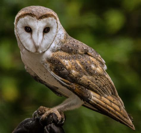 Tyto Alba Barn Owl Tyto Alba Barn Owl Territory Wild Flickr