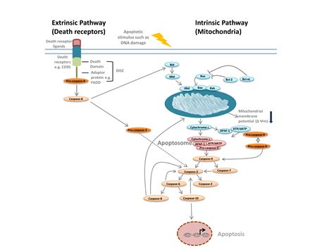 Apoptosis Assays Bioradiations