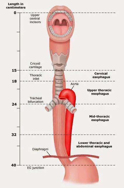 Esophagus Diagram