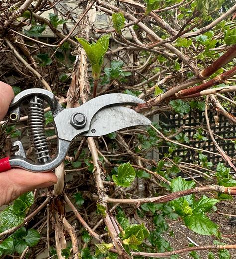 Consejos Para Podar Hortensias Trepadoras Mis Plantas