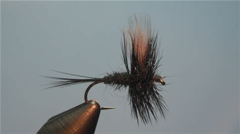 Black Gnat Dry Fly