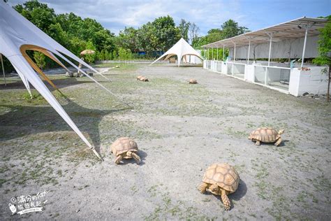 宜蘭景點【慢吞吞農場】冬山象龜主題親子農場森林露營風還有小浣熊狐獴迷你兔陪你玩