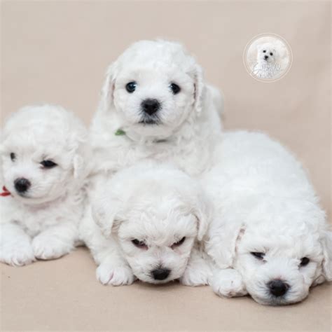 Home Bichon Frise Puppies For Sale In Arizona