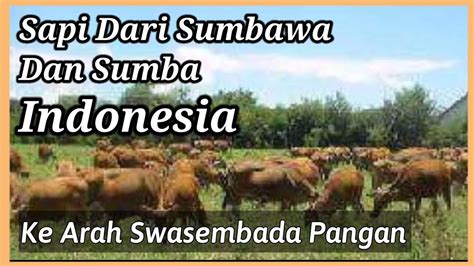 Sapi Dari Sumba Dan Sumbawa Indonesia Misi Ke Arah Swasembada Daging