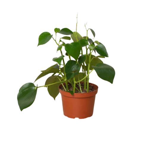 Raindrop Peperomia Plant Addicts