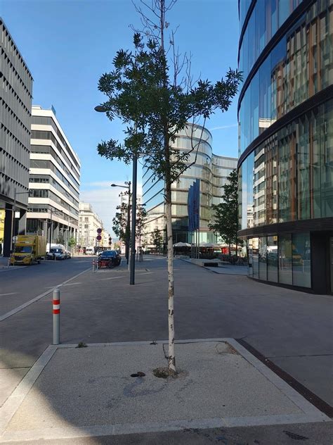 I'm so angry, this is how we plant new trees in my city, what the fuck
