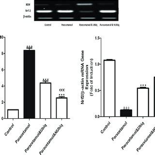 Effects Of Ubiq And Nubiq On The KIM Nrf 2 Protein Levels In