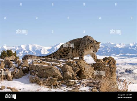 Leopardo de las nieves panthera uncia fotografías e imágenes de alta