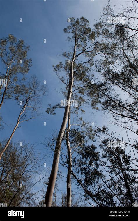 Blauer eukalyptus Fotos und Bildmaterial in hoher Auflösung Alamy