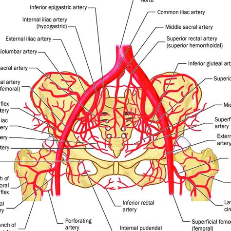 Pelvic Vascular Anatomy Download Scientific Diagram