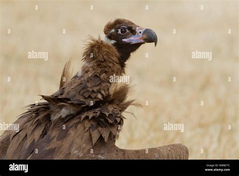 Black Vulture Juvenile In Valdeprado Del Río North Of Spain Stock