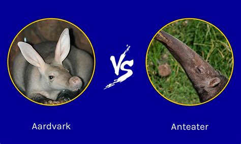 Aardvark Vs Anteater What Sets These Insect Eaters Apart A Z Animals