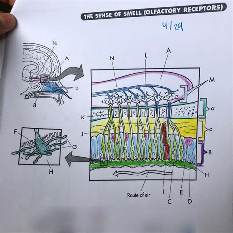 SENSE OF SMELL Diagram Quizlet