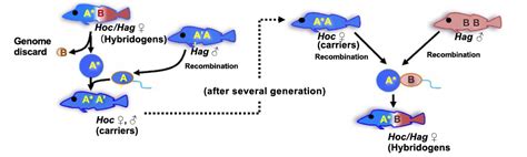 All-female hybrid fish species “uses” males for better genetics ...