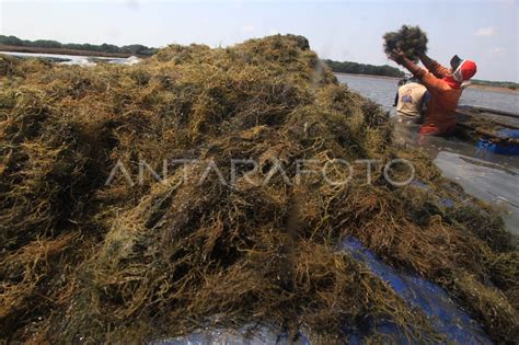 Panen Rumput Laut Gracilaria Antara Foto