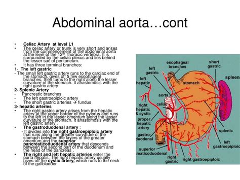 Ppt Posterior Abdominal Wall Powerpoint Presentation Free Download