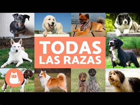 Descubre cuántas razas de perros existen en el mundo la guía