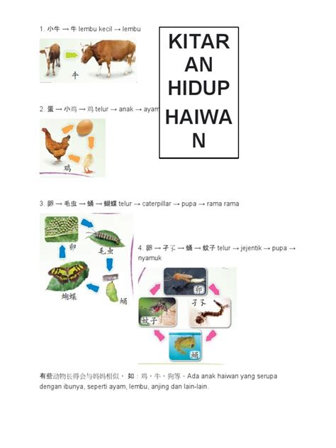 Kitaran Hidup Haiwan Pdf