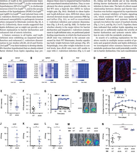 Obesity Is Associated With Intestinal Barrier Dysfunction And Enteric Download Scientific