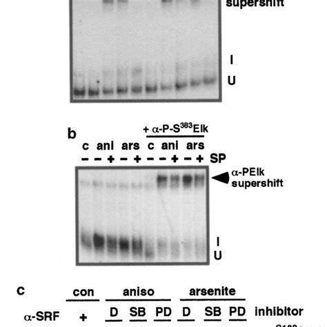 Subinhibitory Levels Of Anisomycin Activates All Three Mapk Cascades