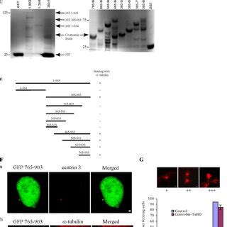 Centrobin interacts with α tubulin in vivo 293T cells transfected with