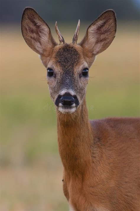 Young Roe Deer Portrait Stock Image Image Of Nature 96095709