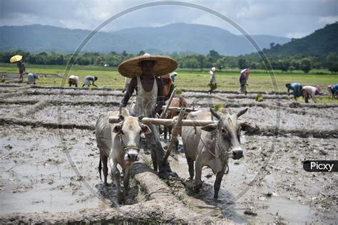 Image Of Farmers Ploughing Paddy Fields With Bullocks In Traditional