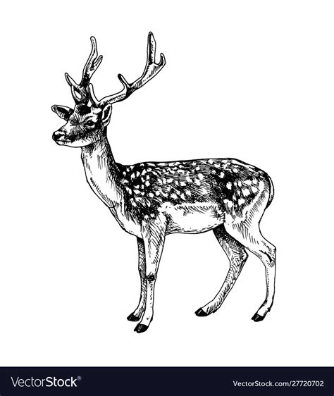 Fallow deer standing Royalty Free Vector Image