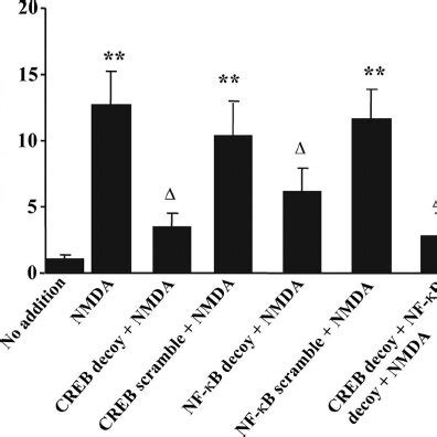 Nf B And Creb Are Required To Activate Bdnf Promoter Cultured Rat