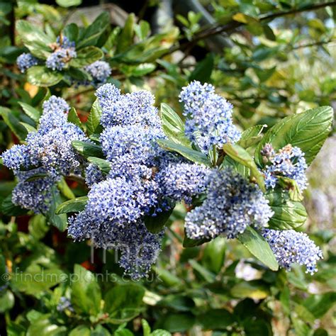 Ceanothus Arboreus Trewithen Blue Californian Lilac Information