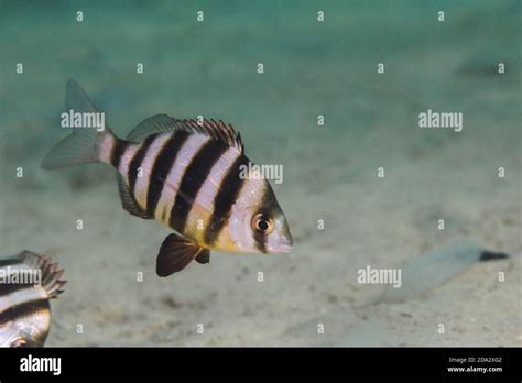 Rayas Negras Y Amarillas De Pescado Fotograf As E Im Genes De Alta