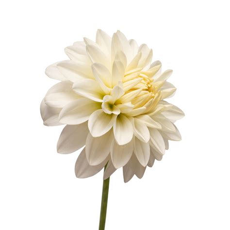 White Dahlia Plant