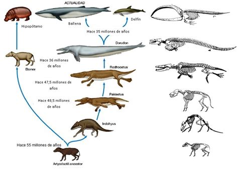 Mucha Biología Y Un Poco De Rock Evolución De Las Ballenas