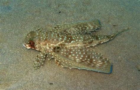 Flying Gurnard: Facts, Habitat, Diet, and More! - Ocean Info