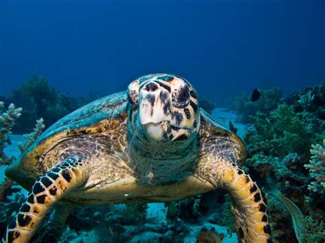 Tortue de mer verte photo stock Image du piqué littoral 89271568