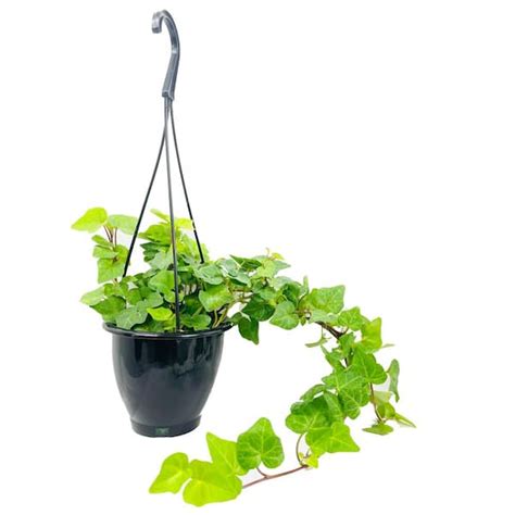 Wekiva Foliage Green English Ivy Hanging Basket Live Plant In In