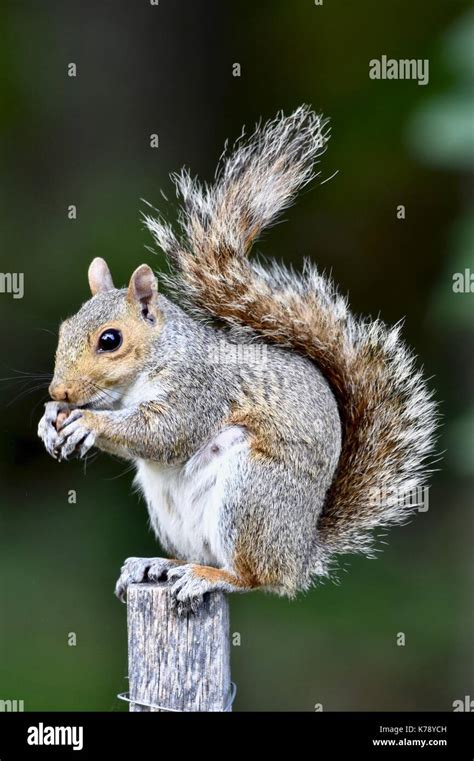 Eastern Gray Squirrel Sciurus Carolinensis Sitting On A Fence Post