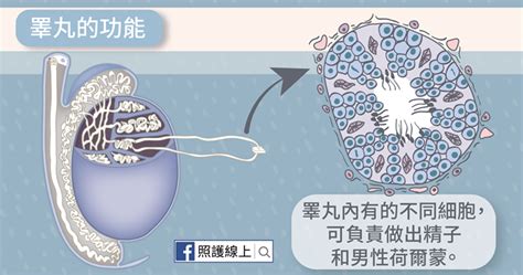 不會痛但硬硬的 睪丸癌（懶人包） 照護線上 深受信賴的醫療媒體