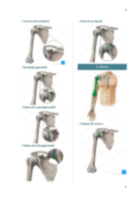 Solution Anatomia Dos Ossos Do Membro Superior Mmss Studypool